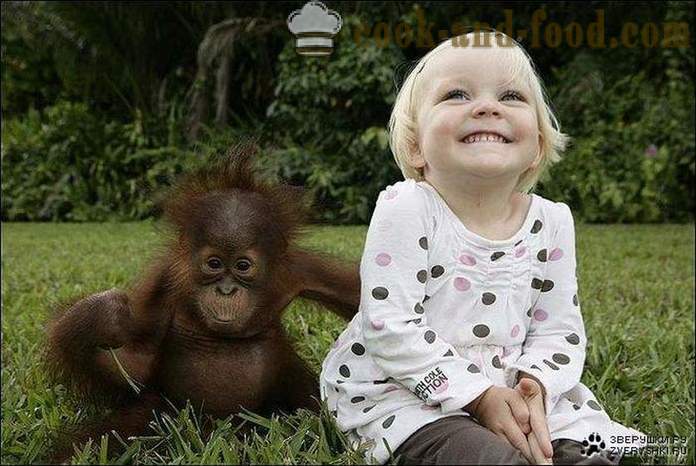 Лепа мајмун Нова Година 2016 - Тхе Бест Цхристмас фотографије и слике са слатког мајмуна.