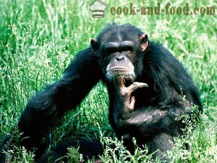 Лепа мајмун Нова Година 2016 - Тхе Бест Цхристмас фотографије и слике са слатког мајмуна.